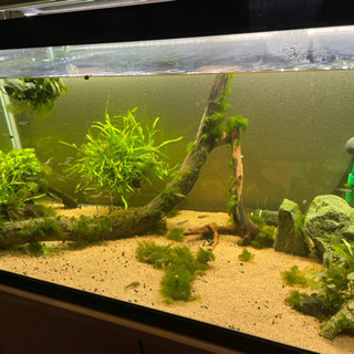 熱帯魚 の画像