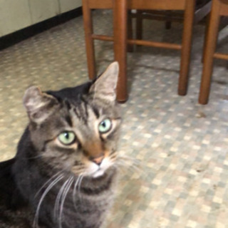 里親募集