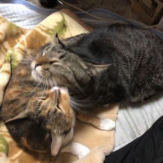 飼い猫