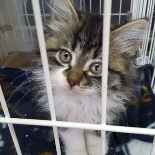 保護子猫ちびちゃん・里親さんを募集しています