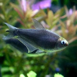 熱帯魚　ブラックエンペラーテトラ　13匹　0円