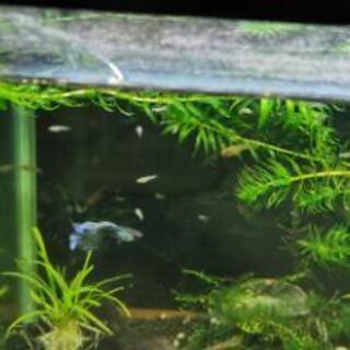国産グッピーブルーグラス稚魚の画像