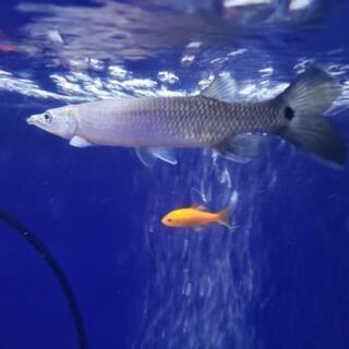 熱帯魚 ブラントノーズガー