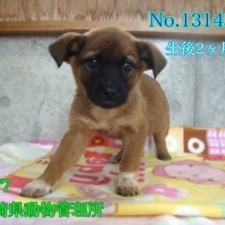 里親決定！有難うございました！　🆘保健所収容🐶よちよち歩きの雑種...
