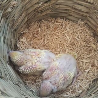セキセイインコの雛　お話中。募集停止