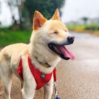 保護犬や保護猫がいる障がい者グループホーム、夜間支援員＆世話人