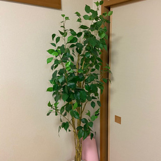 ニトリ フィカス 観葉植物 造花 フェイクグリーン
