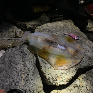福岡エギング、アジンググループ🎣
