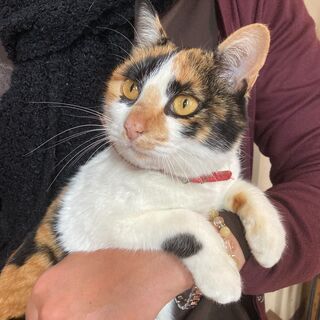 甘え上手で綺麗な三毛猫💛たまめちゃん