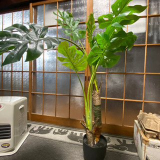 相談中　観葉植物