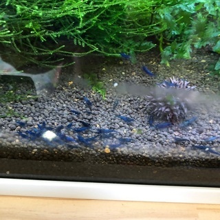 ☆決まりました 🦐 ダークブルー、レッドチェリー、レッドビーシュ...