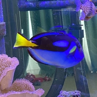 海水魚　ナンヨウハギ 12cm(+-)