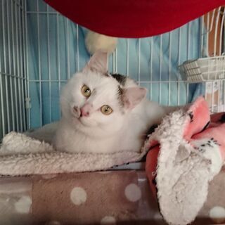 頭の模様がかわいい男の子