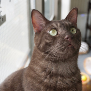 保護猫カフェのおそうじ隊