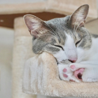 保護猫カフェのおそうじ隊の画像