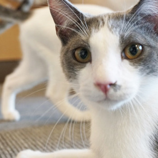 保護猫カフェのおそうじ隊の画像