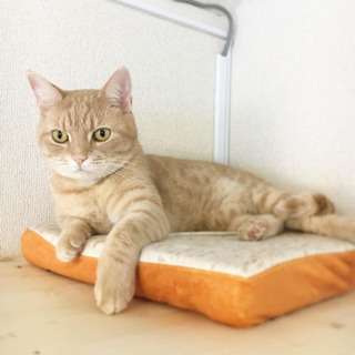 保護猫カフェのおそうじ隊の画像