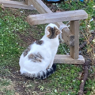 保護猫　長女　里親募集