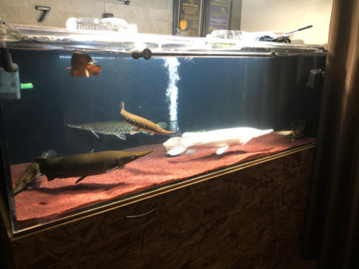 大型オーバーフロー 水槽セット