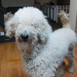 大きなプードル