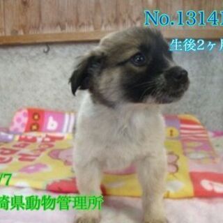生後2か月くらいの子犬です　室内飼育の里親様を探しています