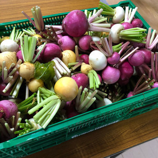 こだわり野菜を使って美食研究しませんか？ - メンバー募集