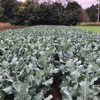こだわり野菜を使って美食研究しませんか？ - その他