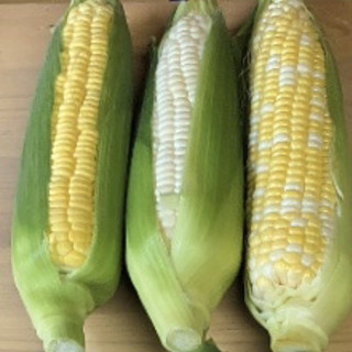 こだわり野菜を使って美食研究しませんか？