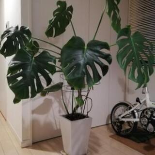 【お取引成立しました】モンステラ　大型観葉植物　12月中限定