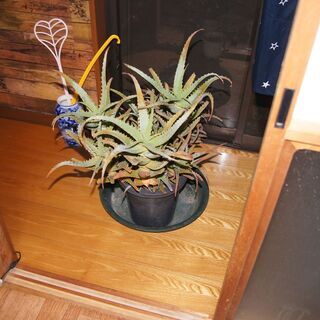 キダチアロエ　二鉢　枯らさない方　差し上げます