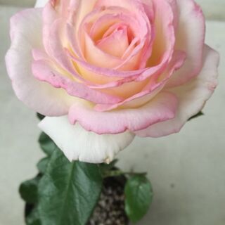 🌹バラ苗👸プリンセスドゥモナコ✨