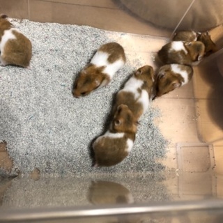 ゴールデンハムスター3匹メス