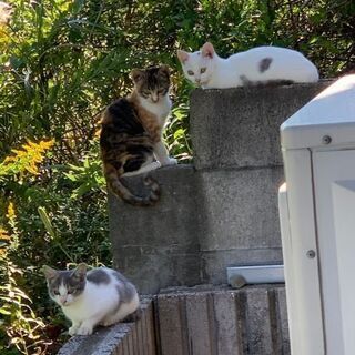 幸せのジンクスを持つ美猫姉妹