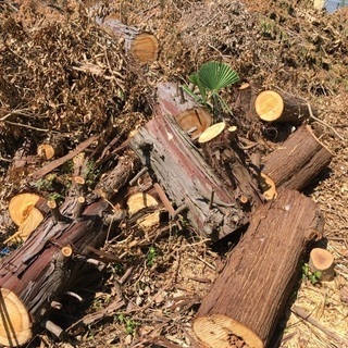 【年内限定】キャンプファイヤーの薪と場所