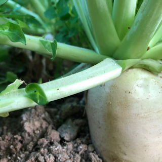 栄養士、管理栄養士募集!の画像