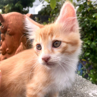 2か月の子猫ちゃんの里親希望