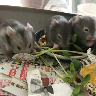長毛ハムスターの赤ちゃん