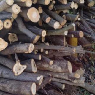好評でした❗️第二段❗広葉樹の原木❗️薪にどうですか⁉️