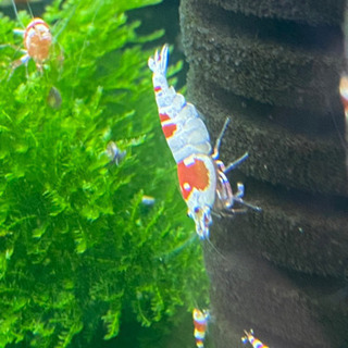 【休止中】レッドビーシュリンプ🦐アダルトサイズの画像