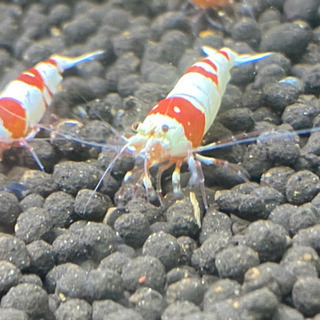【休止中】レッドビーシュリンプ🦐アダルトサイズ