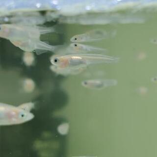 メダカ◆楊貴妃と幹之の血統の画像