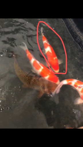 密度を減らしたいです。紅白2匹　昭和1匹　自分で取り引き