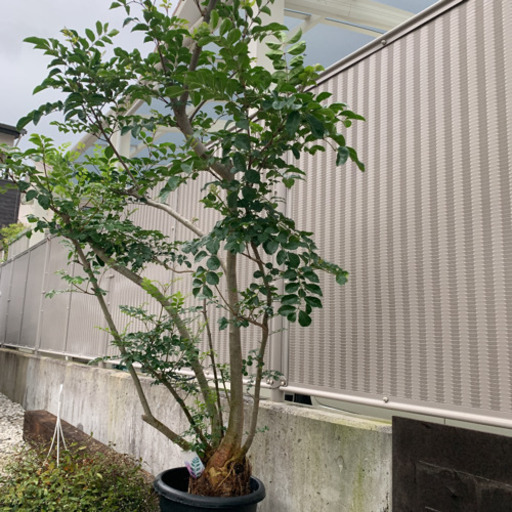 シマトネリコ　２m越え