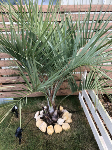 ココスヤシ  150cm