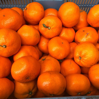 蒲郡みかん　10kg  の画像