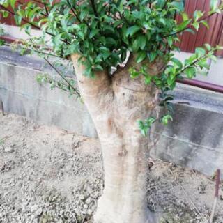 木を切ってください