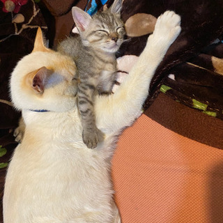 やんちゃ盛りの子猫里親募集