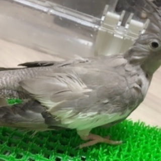 オカメインコ女の子の飼い主様になってください