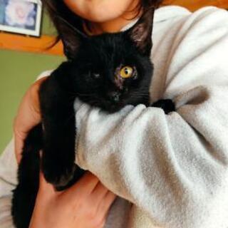 黒猫 3ヶ月 男の子です！