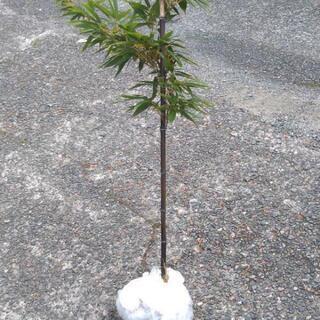 黒竹1株 紫竹 日本庭園 目隠し 日除け 垣根にもの画像